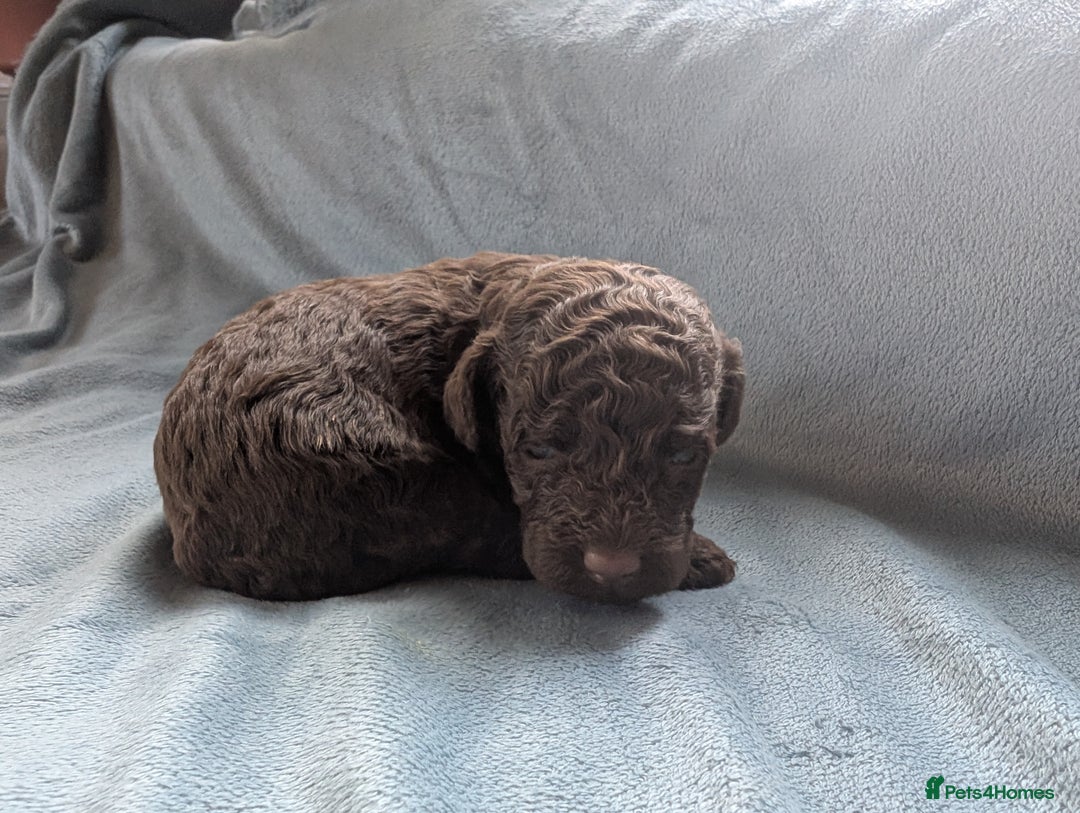 Miniature Poodle dogs for sale: Stunning Miniature poodles parti/merle - Image 9