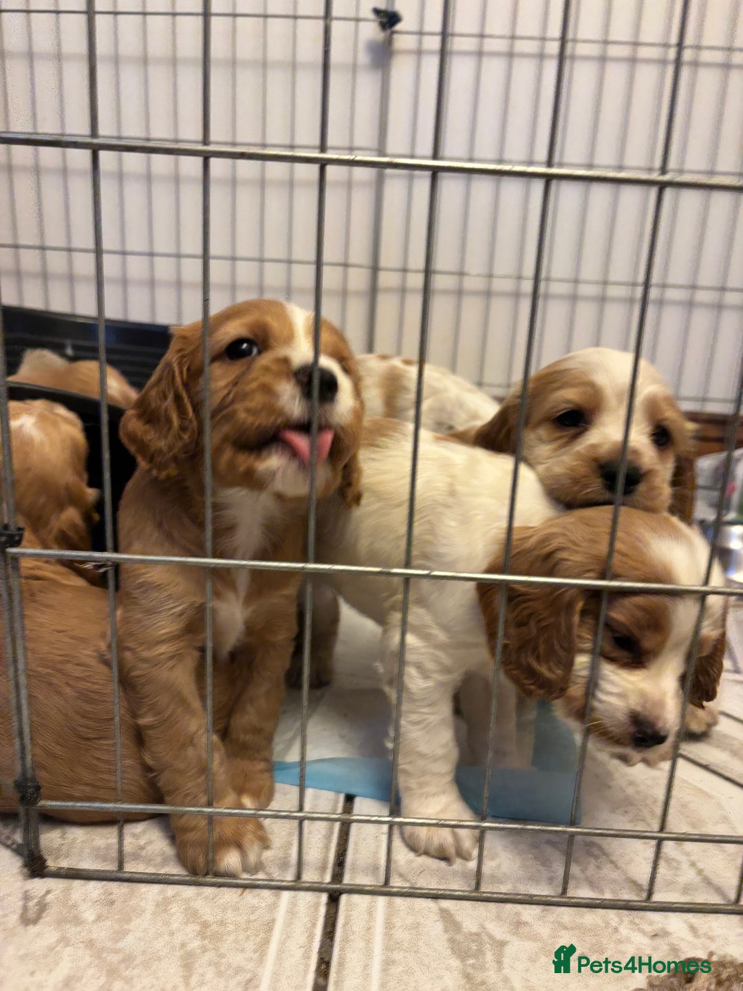 Cocker Spaniel dogs for sale: KC reg cocker spaniels  - Advert 16