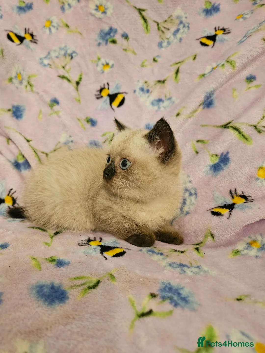 British Shorthair cats for sale:  READY NOW Brittish shorthair kittens - Advert 1