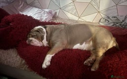 English Bulldog dogs for sale: Bulldog  - Image 2