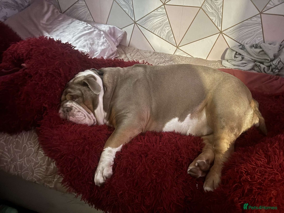 English Bulldog dogs for sale: Bulldog  - Image 2
