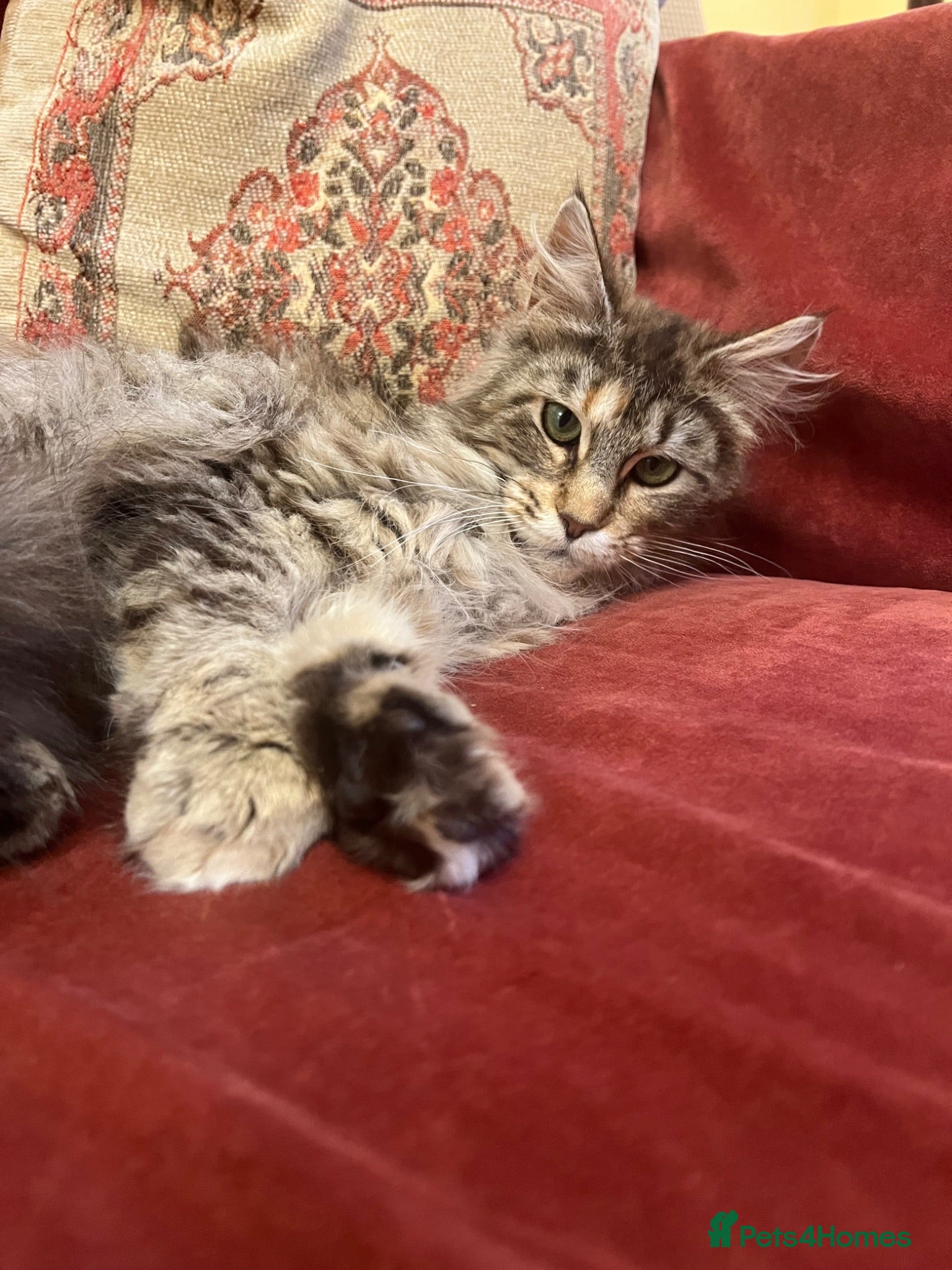 Maine Coon cats Maine Coon cat for sale - Advert 5