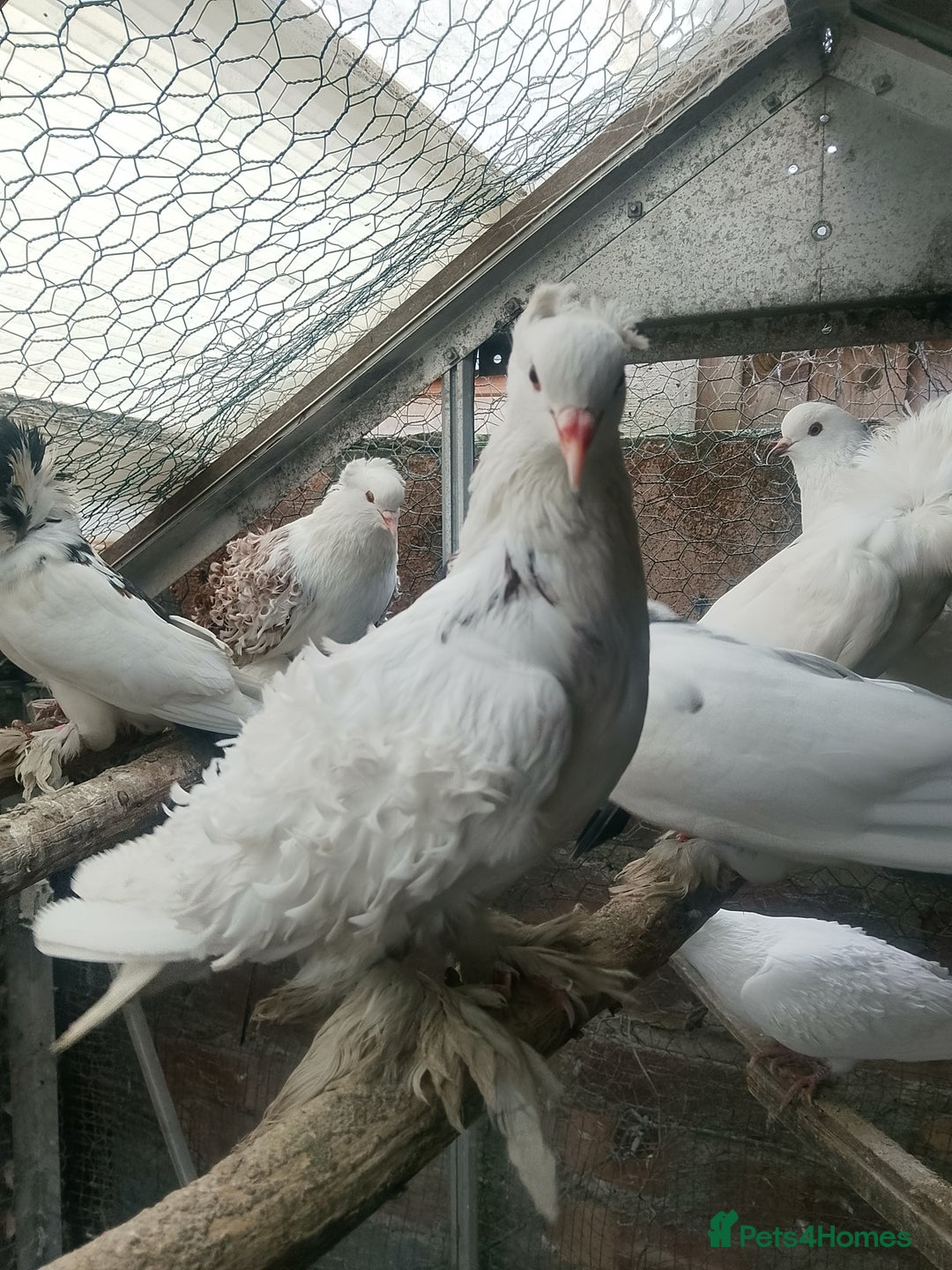 Pigeons birds for sale: Pigeon for sale - Advert 24