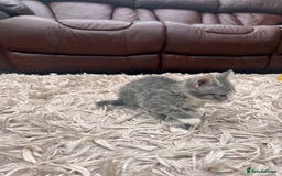 American Shorthair cats for sale: 3 Gorgeous and Playful Kittens Ready To Go - Image 2