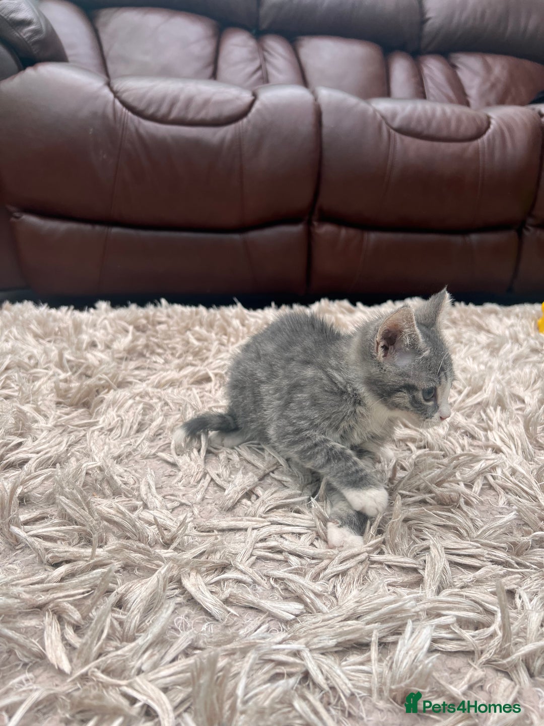 American Shorthair cats for sale: 3 Gorgeous and Playful Kittens Ready To Go - Image 2
