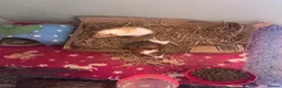 Guinea Pig rodents for sale: Two baby boars  - Advert 4