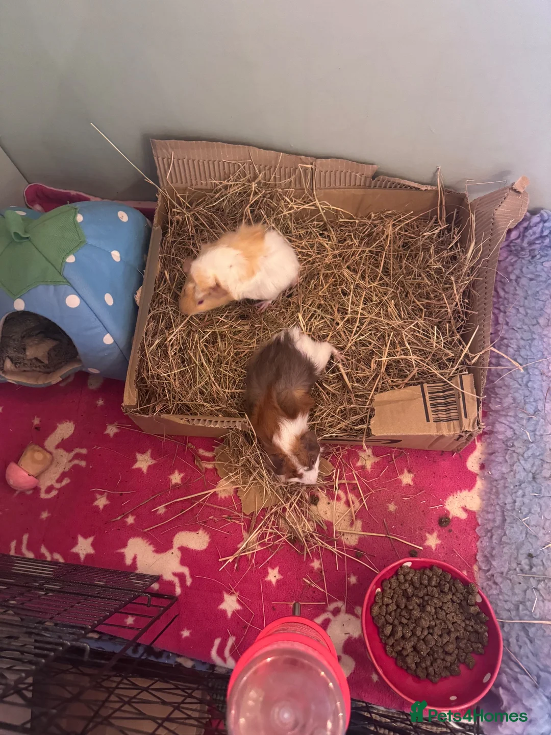 Guinea Pig rodents for sale: Two baby boars  - Advert 4