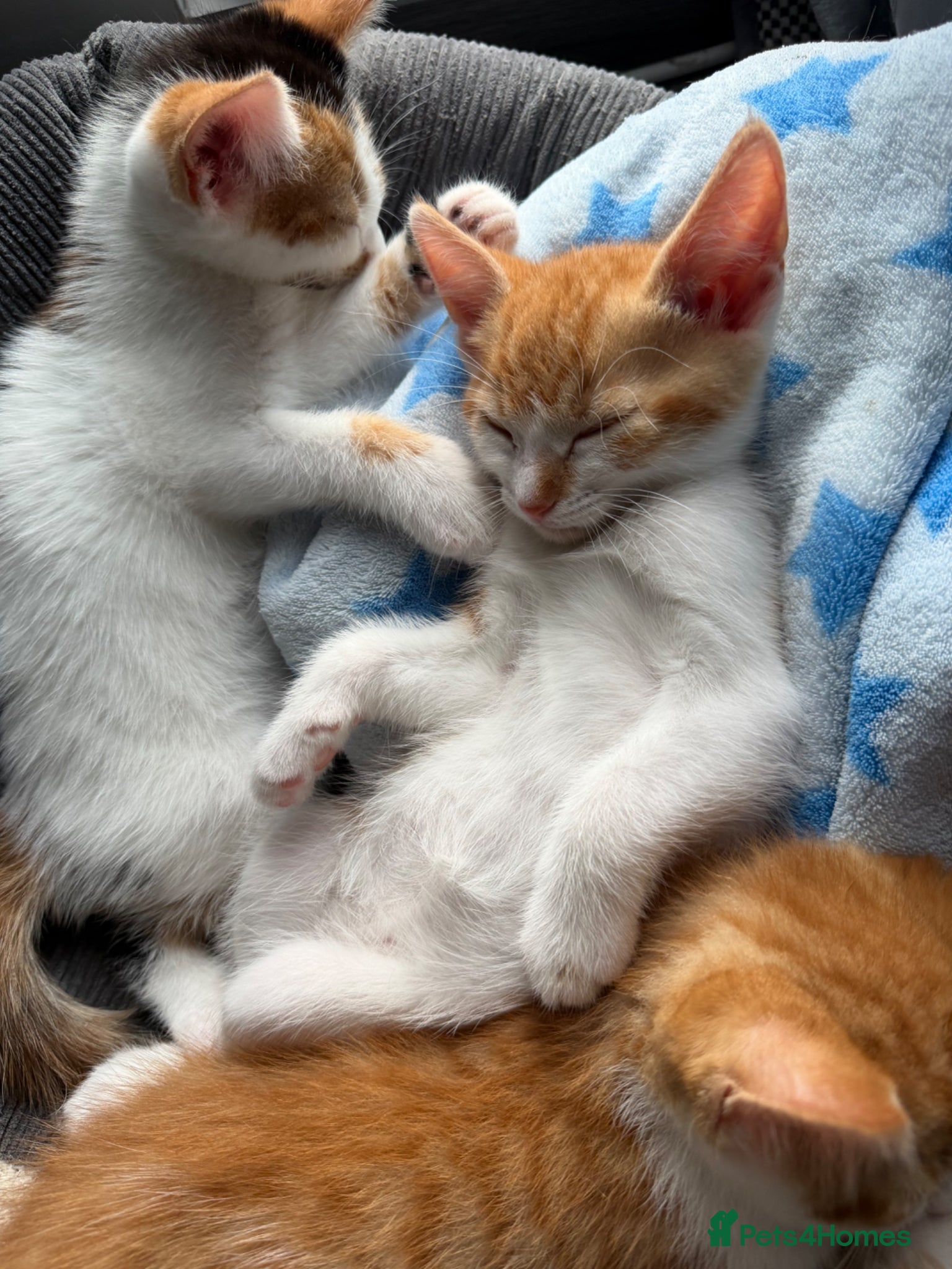 Mixed Breed cats 5 lovely kittens for sale  - Advert 2