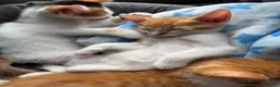 Mixed Breed cats for sale: 5 lovely kittens for sale  - Advert 4