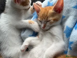 Mixed Breed cats 5 lovely kittens for sale - Advert 2