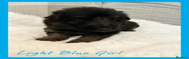 German Shepherd Puppy 3