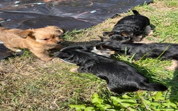 Chorkie dogs for sale: Chorkie puppies  - Image 9