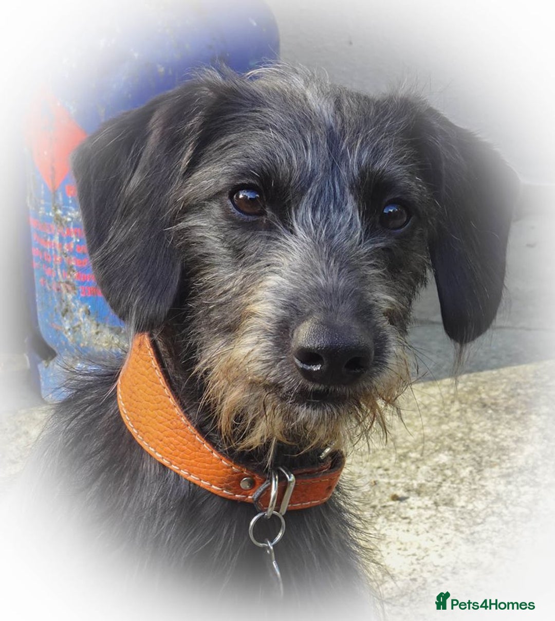 Lurcher dogs for sale: Sports lurchers - Image 11