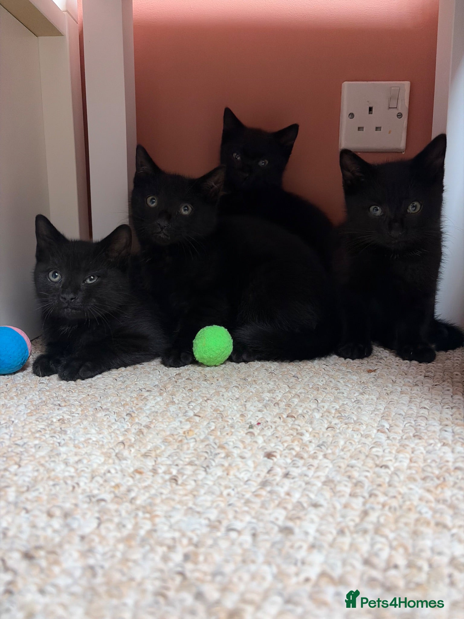 Mixed Breed cats 4 black kittens  - Advert 9