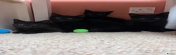 Mixed Breed cats for sale: 4 black kittens  - Advert 1