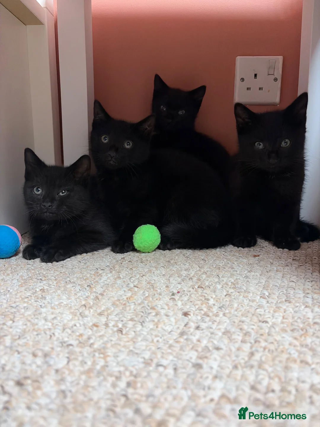 Mixed Breed cats for sale: 4 black kittens  - Advert 1