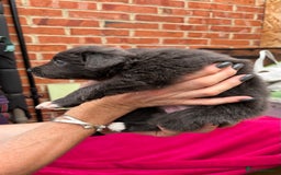 Border Collie dogs for sale: 6.5 weeks old collie puppies for sale  - Image 16