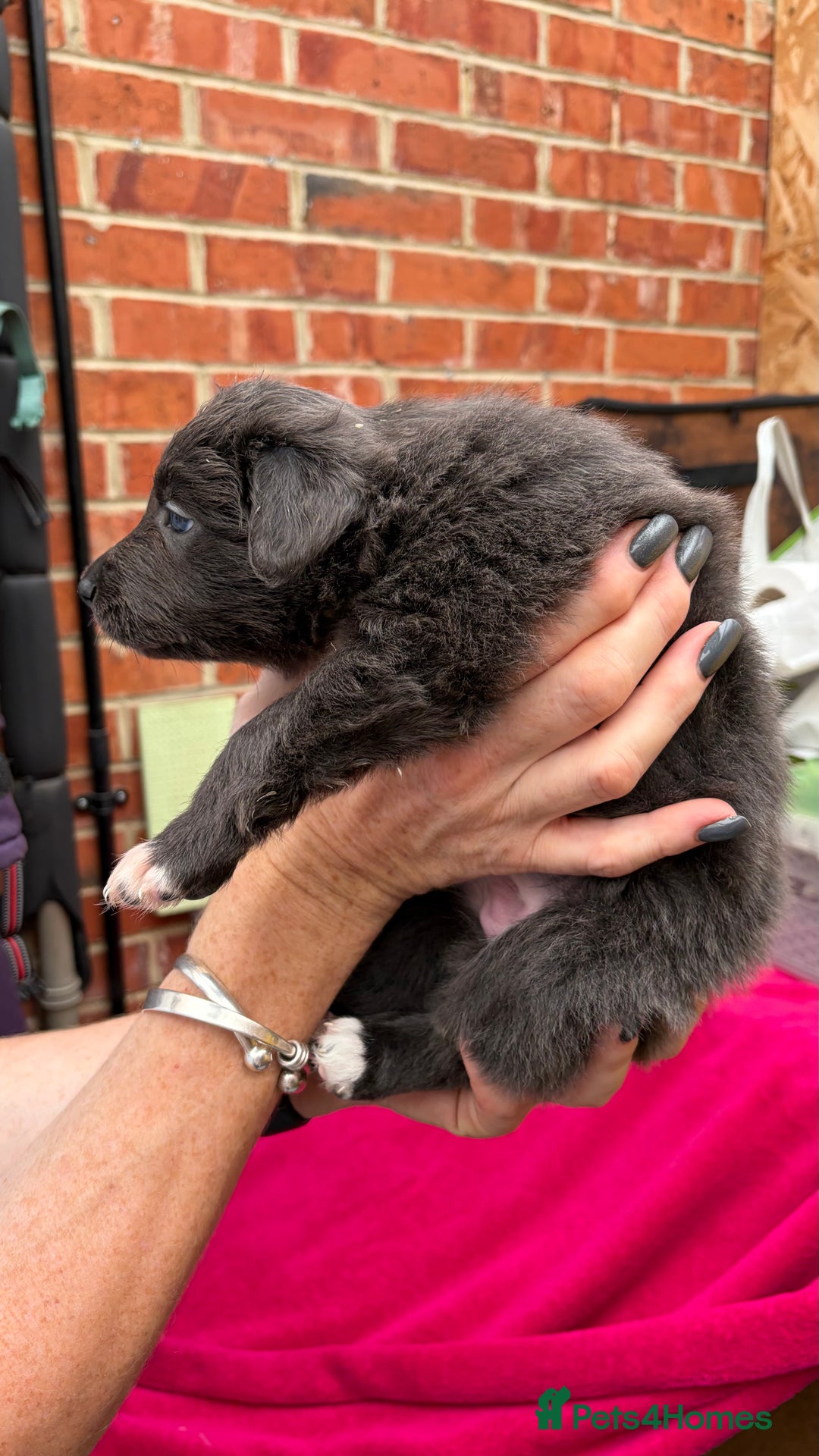 Border Collie dogs for sale: 6.5 weeks old collie puppies for sale  - Image 16