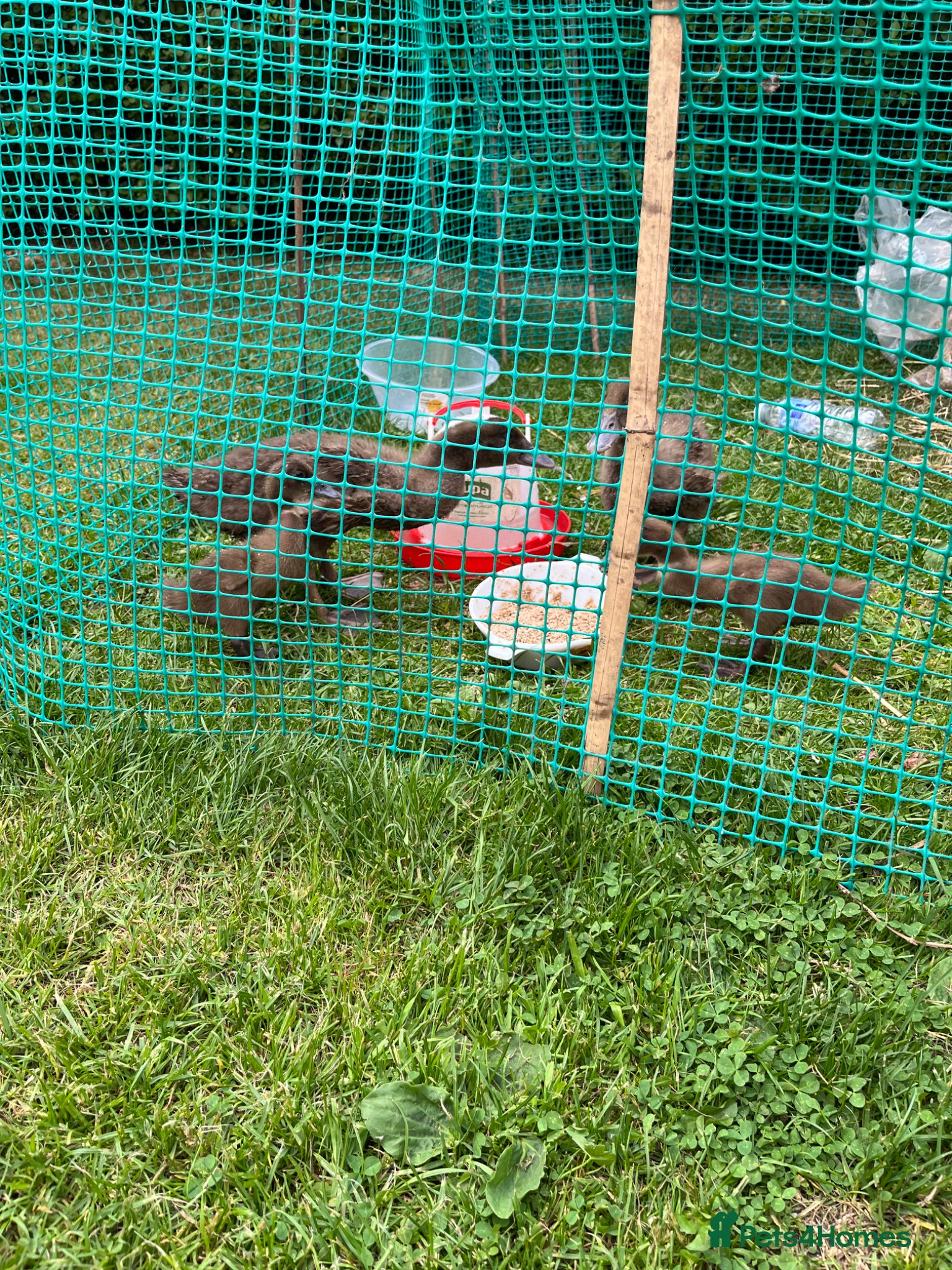 Ducks poultry for sale: Old fashioned khaki campbells in Leek - Advert 2