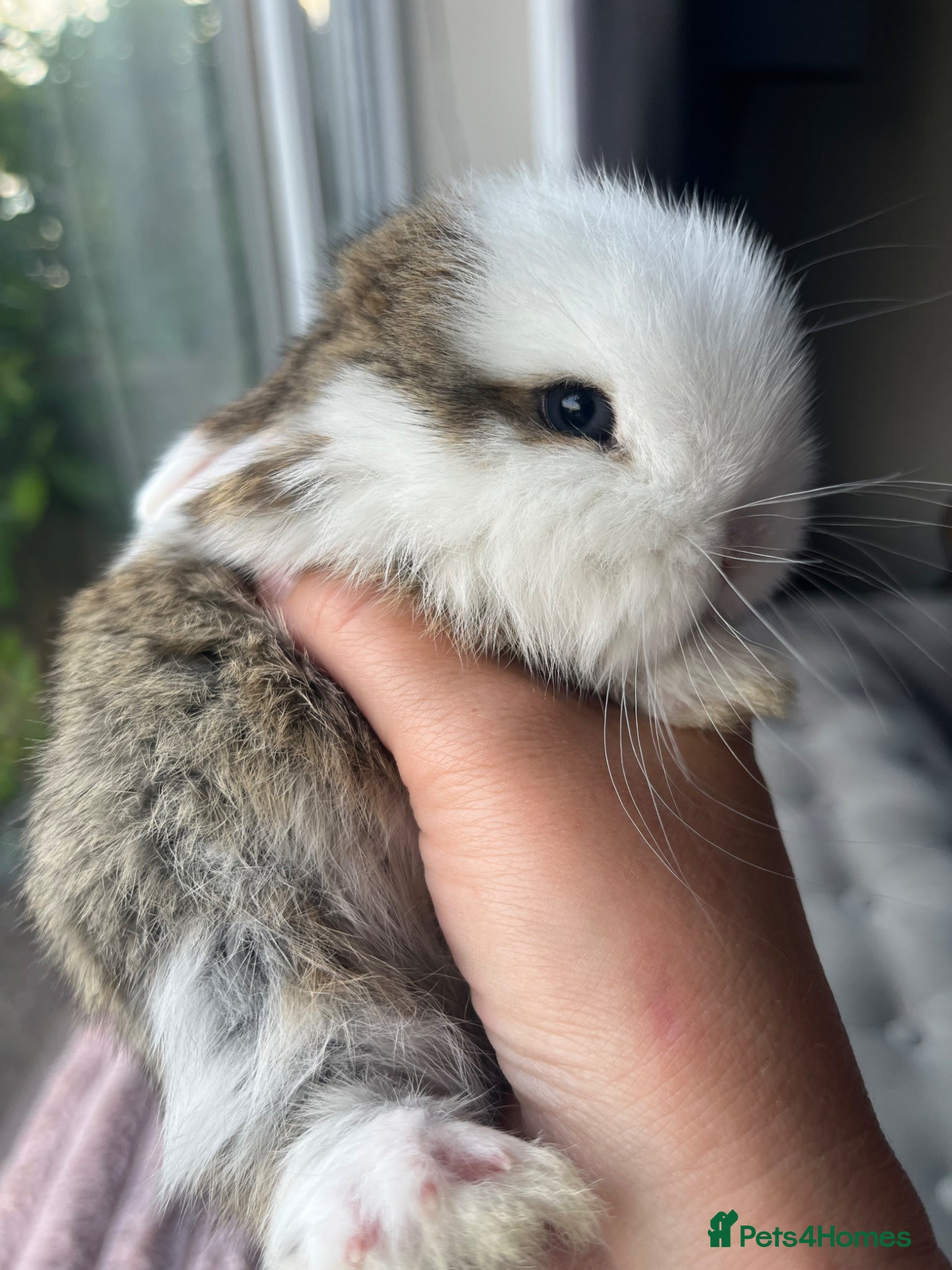 Mini Lop rabbits for sale: Male mini lop kits RTL 16th June - Advert 1
