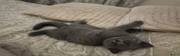 British Shorthair cats for sale: Blue British Shorthair Boy 💙 - Advert 14