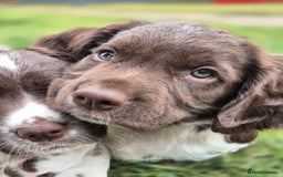 English Springer Spaniel dogs for sale: KC Reg. READY NOW. English Springer Spaniel 8 WKS - Image 30