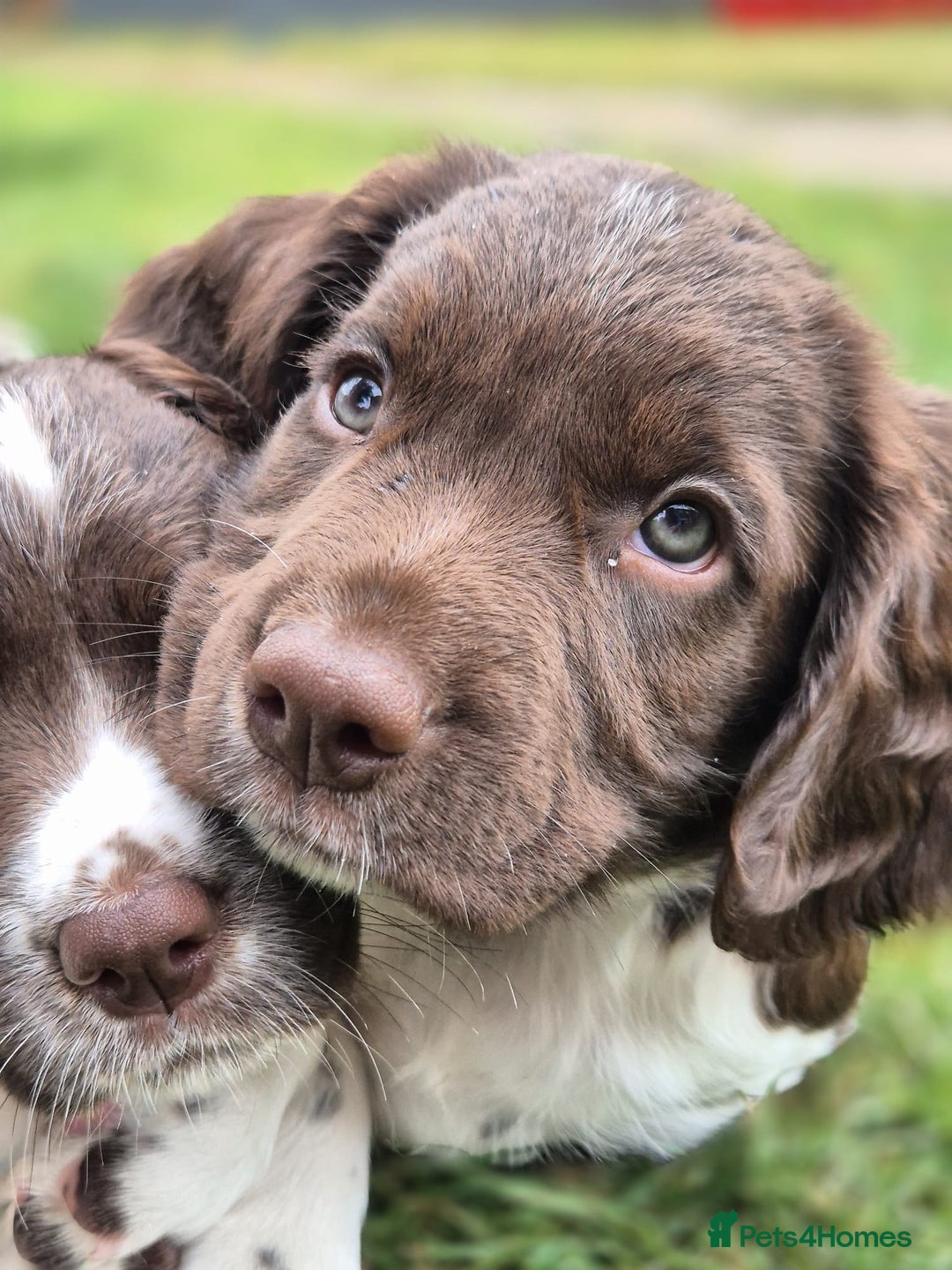 English Springer Spaniel dogs for sale: KC Reg. READY NOW. English Springer Spaniel 8 WKS - Image 30