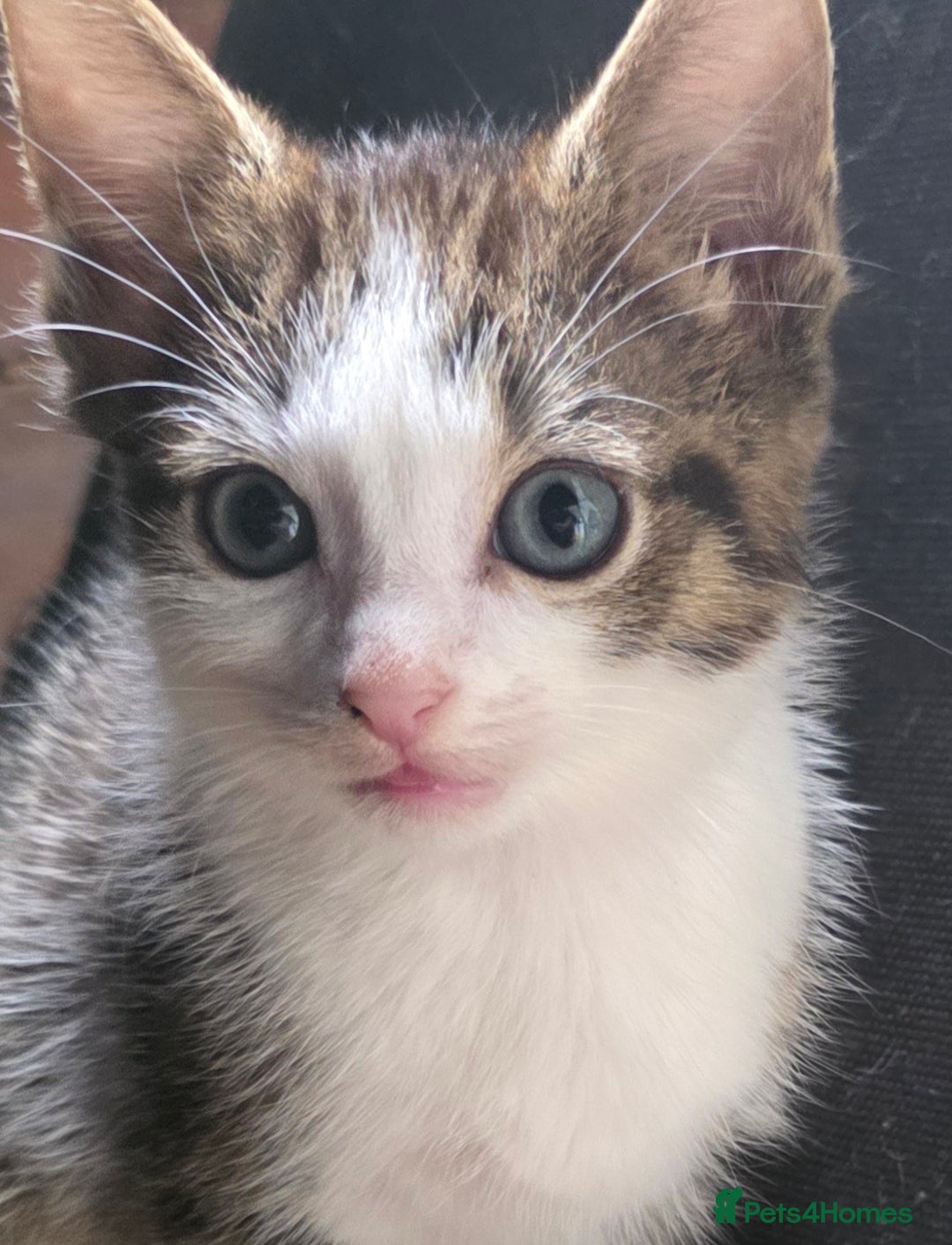 Mixed Breed cats for sale: Kittens ready to leave now - Image 4