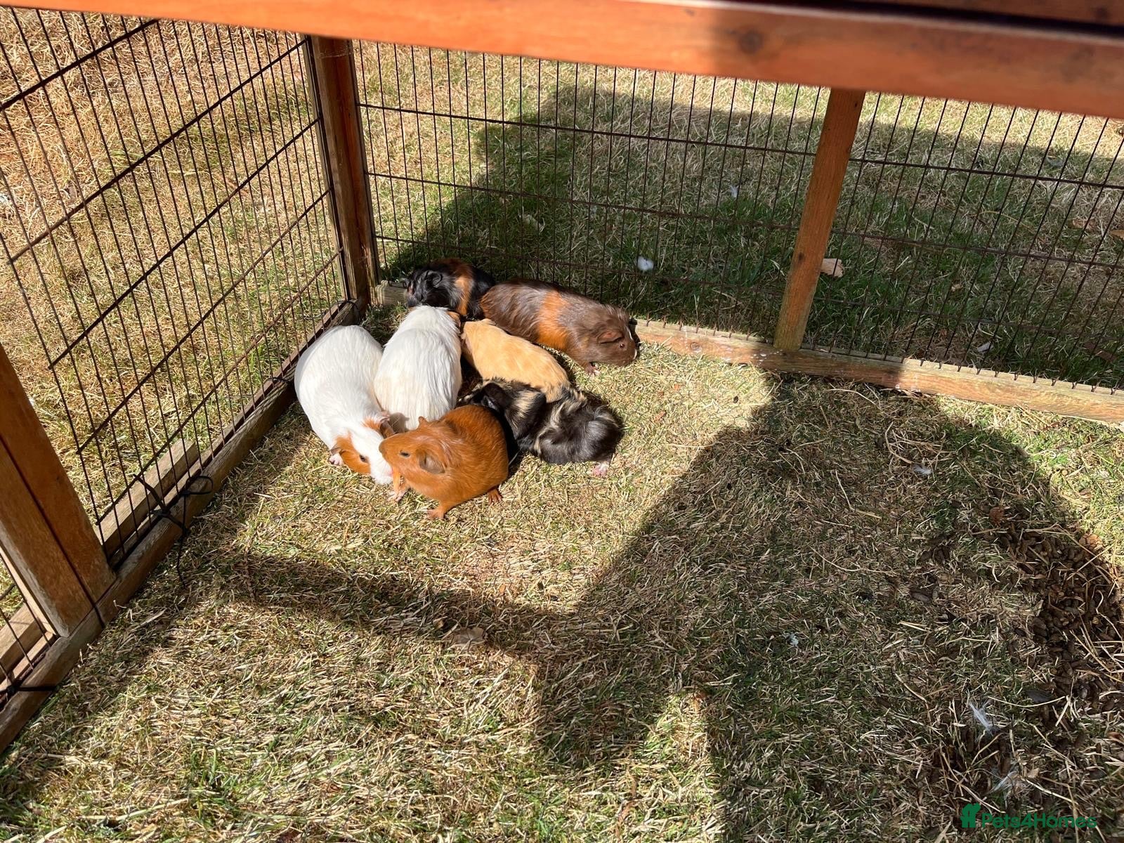 Guinea Pig rodents Guinea pigs - Advert 1