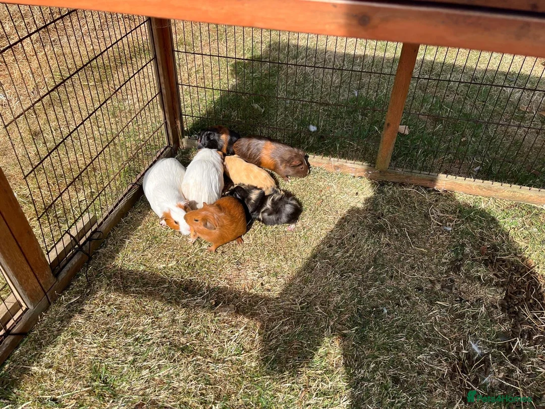 Guinea Pig rodents for sale: Guinea pigs in Paignton - Advert 1