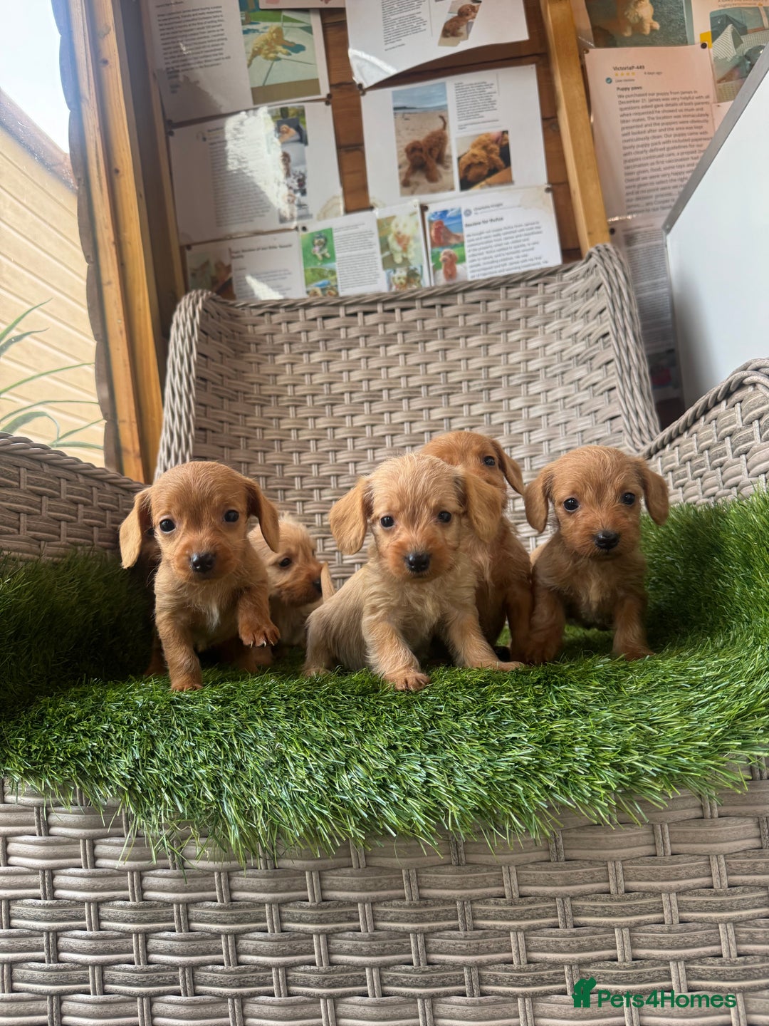 Mixed Breed dogs for sale: Stunning daxiepoos - Advert 3