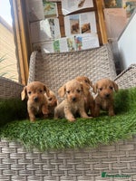 Mixed Breed dogs Stunning daxiepoos - Advert 3