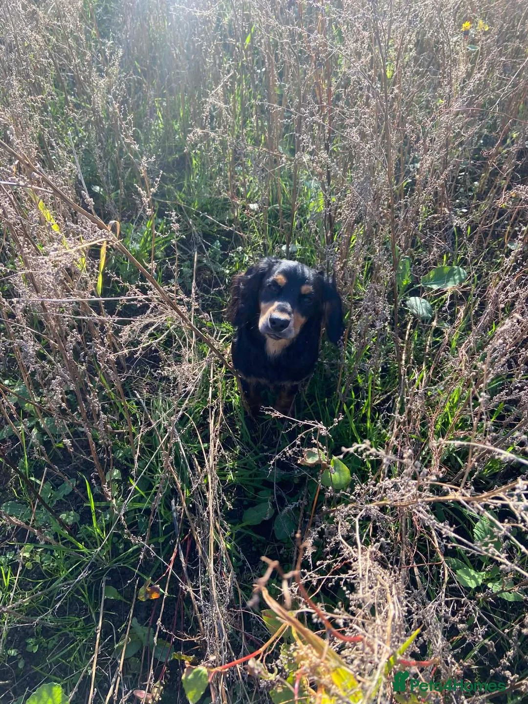 Cocker Spaniel dogs for sale: Boy cocker spaniel  - Advert 2
