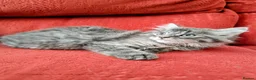 Mixed Breed cats for sale: Stunning Fluffy Kittens  - Advert 27