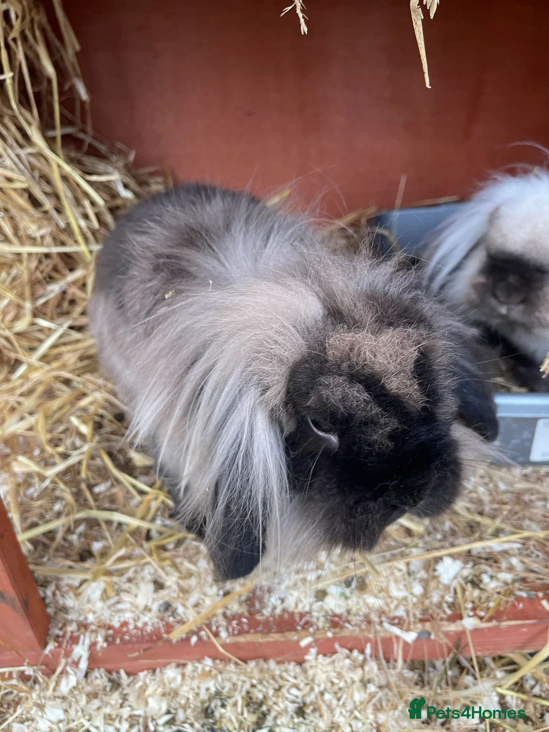 Lionhead rabbits for sale: Male and female lion lops  - Advert 1