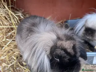 Lionhead rabbits Male and female lion lops - Advert 1