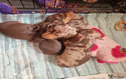 Miniature Dachshund dogs for sale: Miniature Dachshund Pups - Image 20