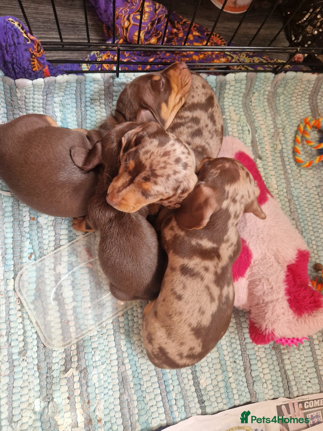 Miniature Dachshund dogs for sale: Miniature Dachshund Pups - Image 20