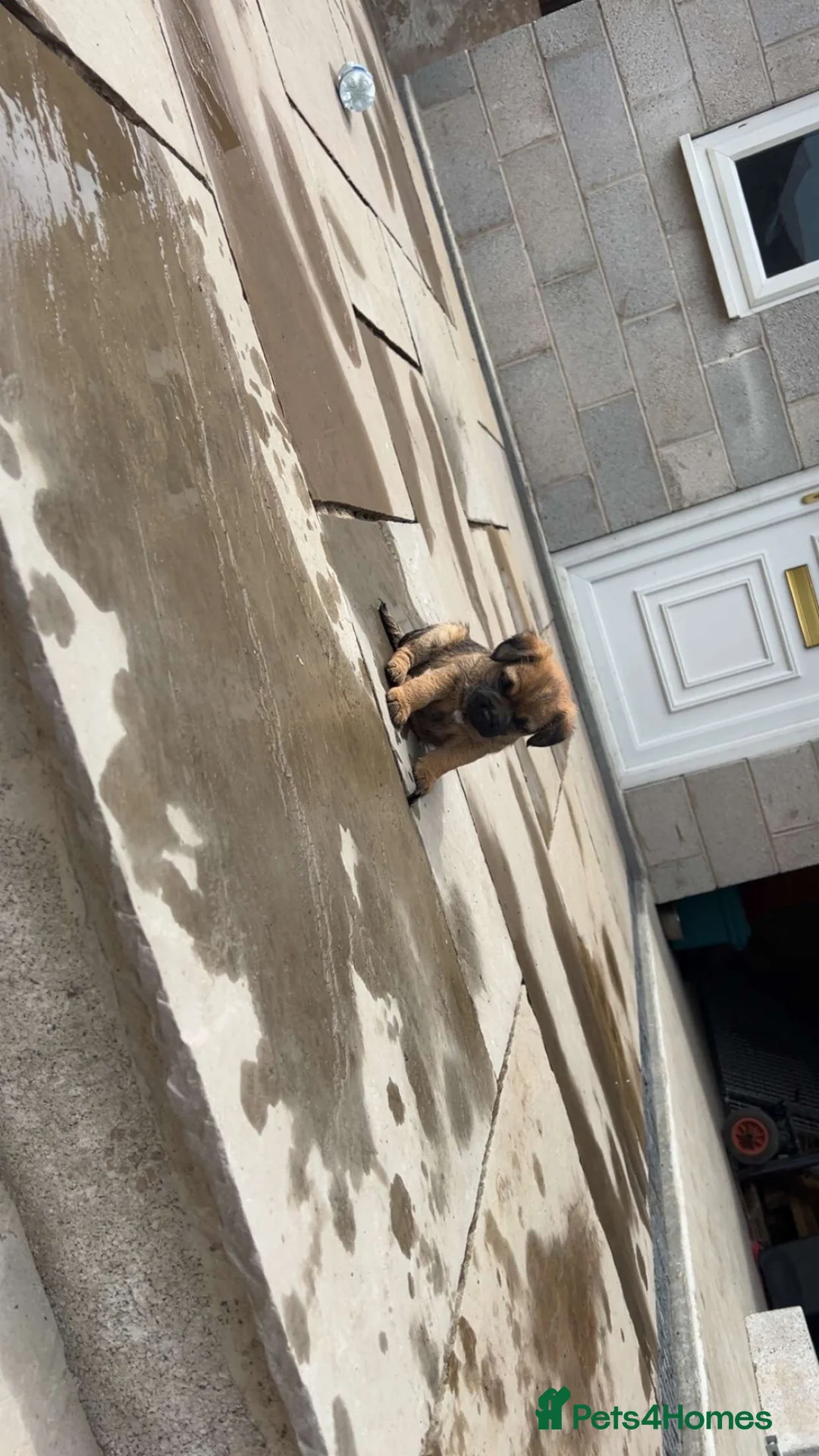Border Terrier dogs for sale: Border terrier puppy’s for sale SLEM clear  - Advert 2