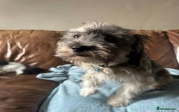 Mixed Breed dogs for sale: Chewie - Image 2