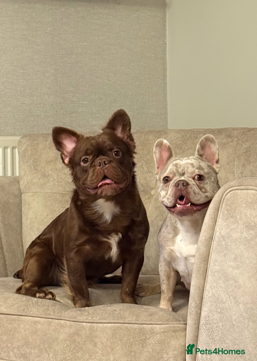 French Bulldog dogs for sale: Fluffy Rojo French Bulldog - Advert 4