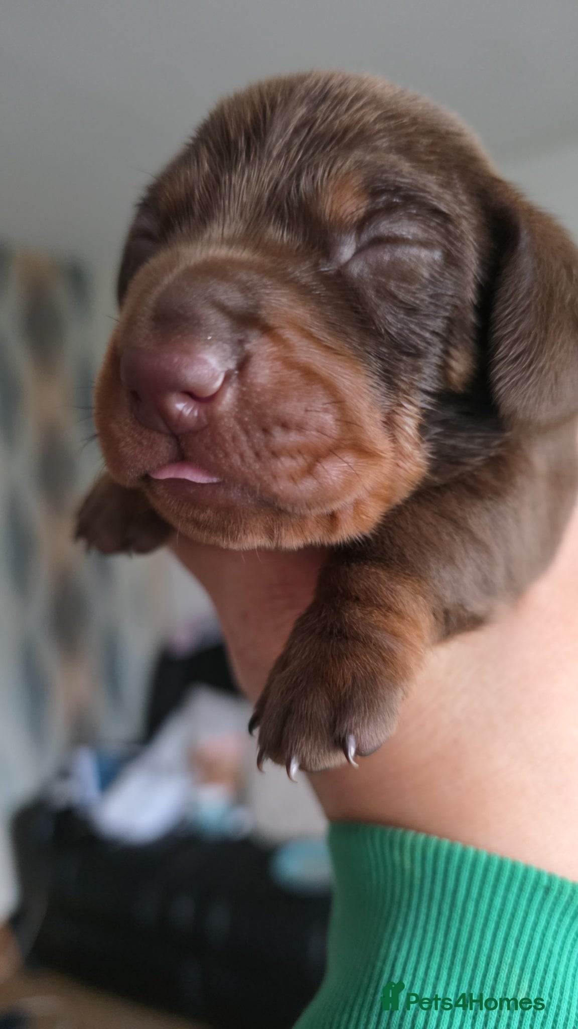 Miniature Dachshund dogs Miniture dachshund  - Advert 1