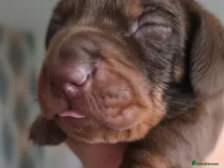 Miniature Dachshund dogs Miniture dachshund - Advert 1