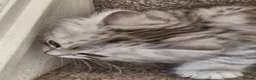 British Shorthair cats for sale: Litter of 5 British Short Hair ready for rehoming - Advert 20