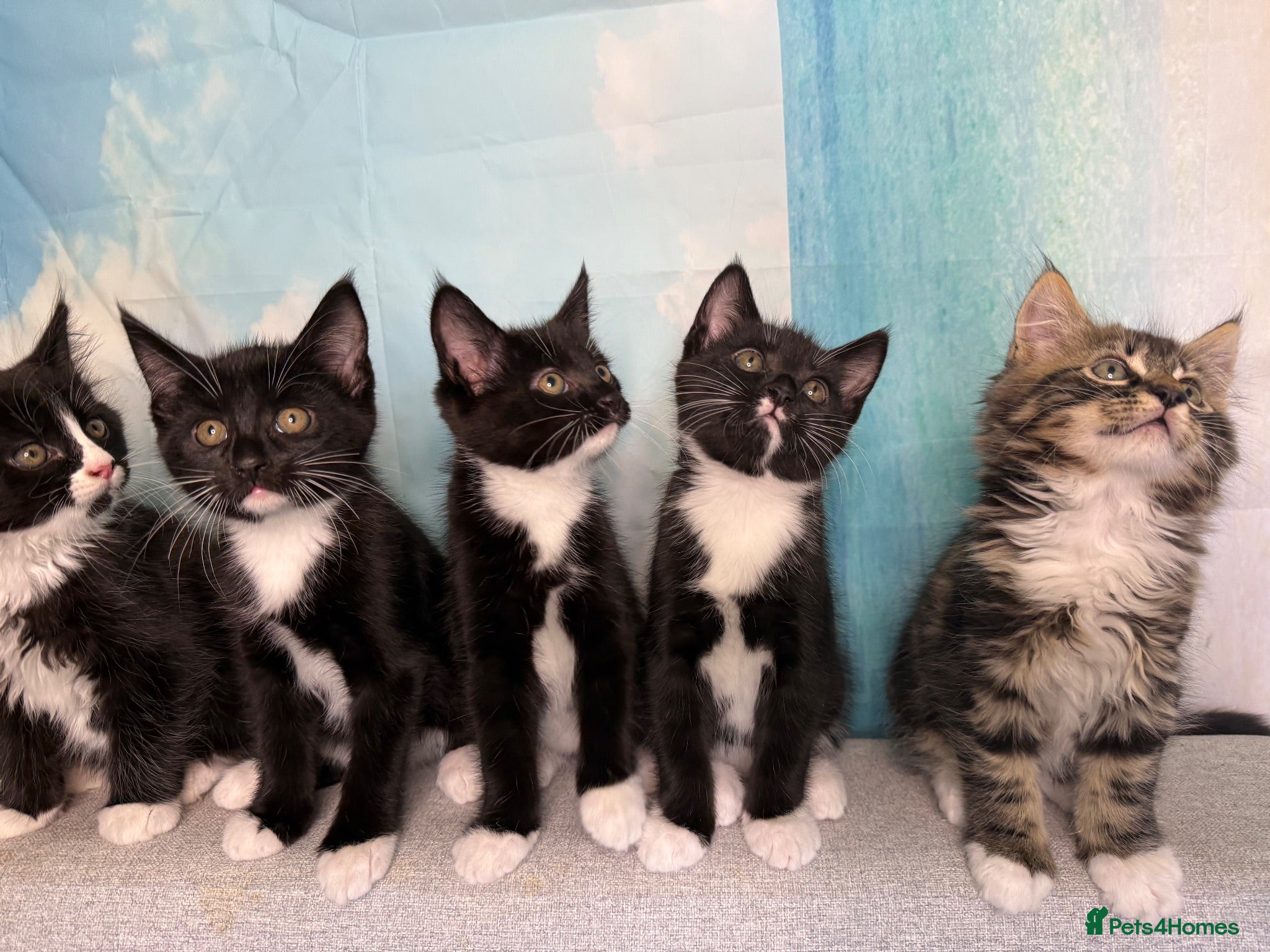Mixed Breed cats Mixed Maine Coon Kittens in Richmond - Advert 17