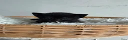 Ragdoll cats for sale: black kitten ragdoll x synths 1 left available  - Advert 1