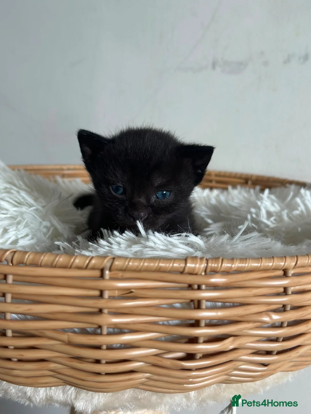 Ragdoll cats for sale: black kitten ragdoll x synths 1 left available  - Advert 1