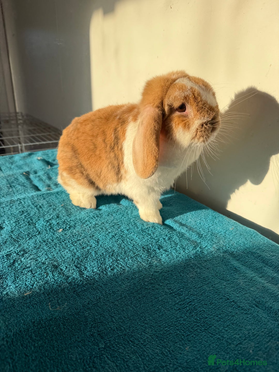 Mini Lop rabbits for sale: Adult female mini lop rabbit  - Advert 5