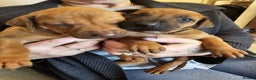 Rhodesian Ridgeback dogs for sale: Liver and black nosed girls  - Advert 2