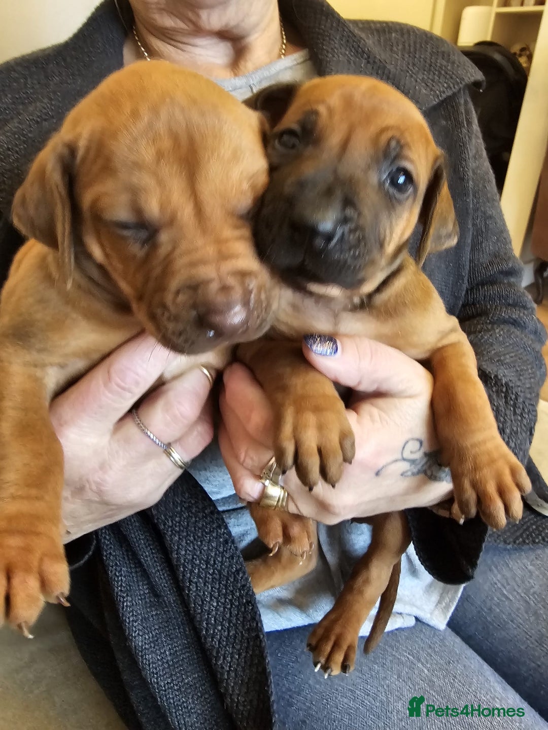 Rhodesian Ridgeback dogs for sale: Liver and black nosed girls  - Advert 2